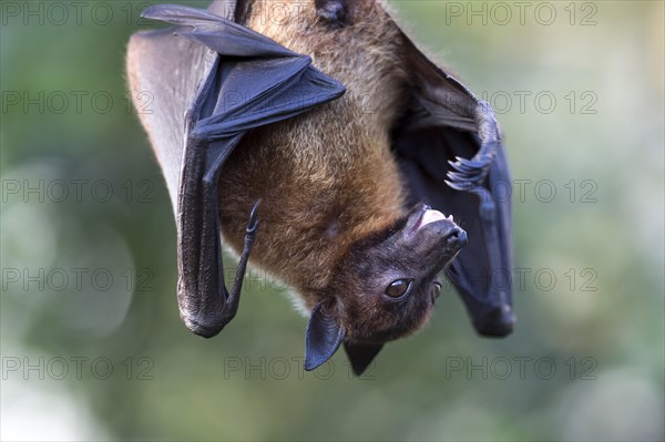 Indian flying fox or greater Indian fruit bat (Pteropus giganteus) hanging