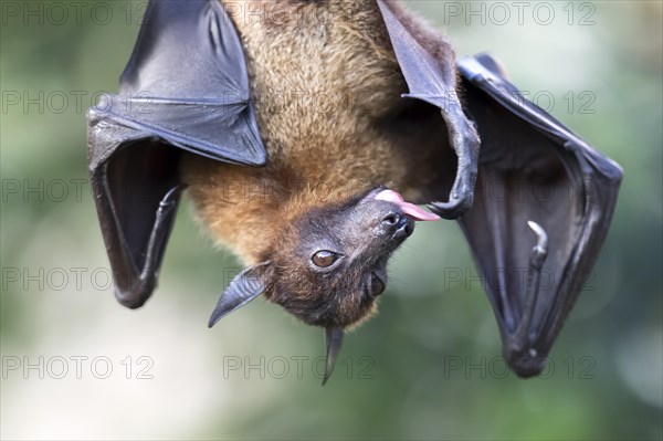 Indian flying fox or greater Indian fruit bat (Pteropus giganteus) hanging