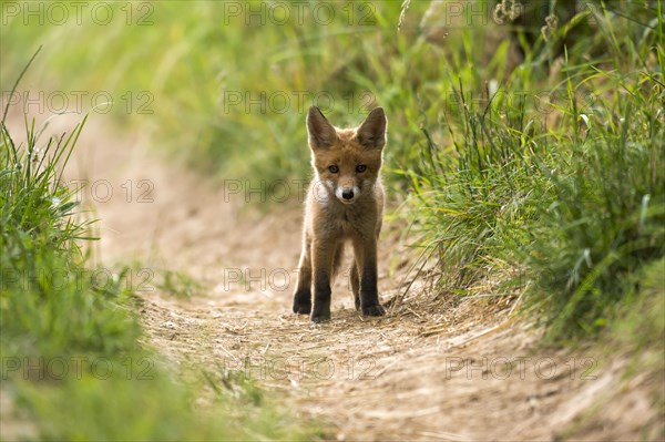 Young red fox (Vulpes vulpes) standing on path