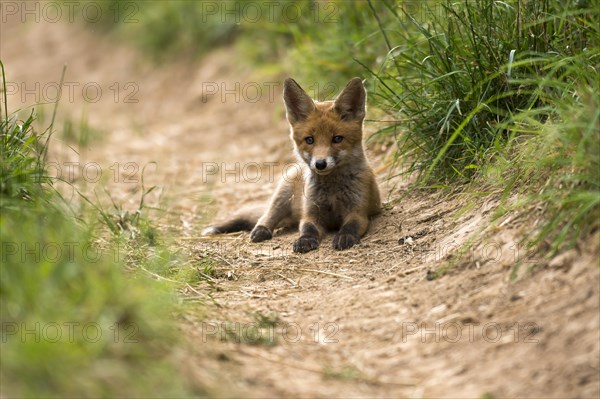 Red Fox (Vulpes vulpes)