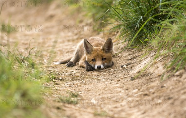 Red Fox (Vulpes vulpes)