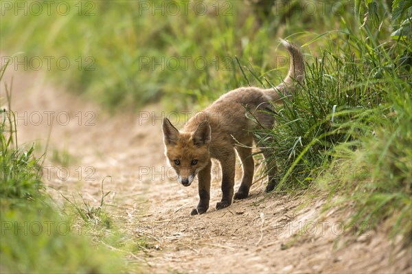 Young red fox (Vulpes vulpes) on path