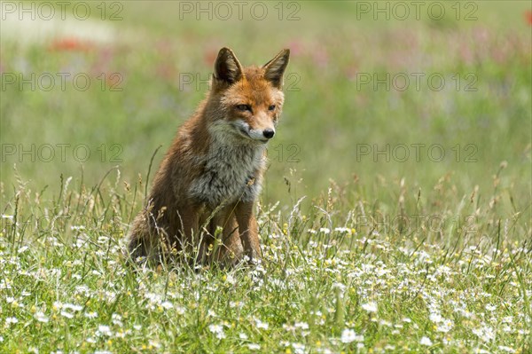 Red Fox (Vulpes vulpes) sitting in flower meadow