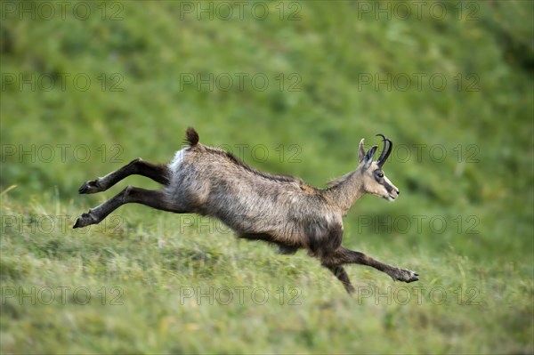 Alpine chamois (Rupicapra rupicapra) running through mountain meadow