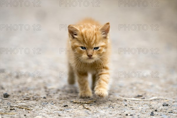 Small stripy cat (Felis silvestris catus)