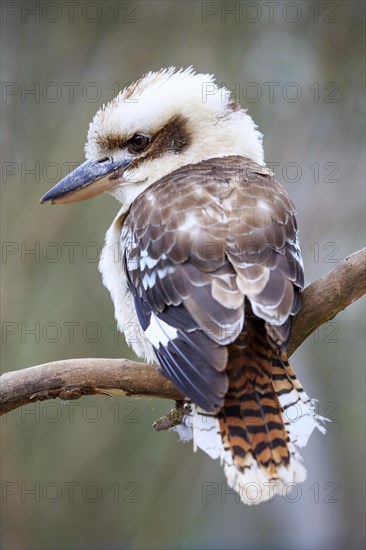 Laughing kookaburra (Dacelo novaeguineae) sitting on branch