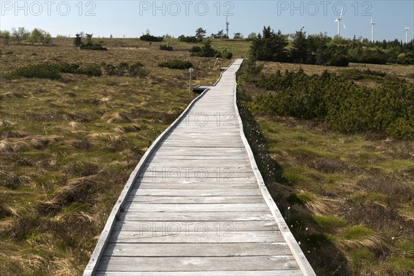 Bog