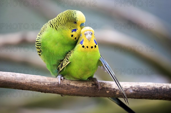 Budgerigars (Melopsittacus undulatus)
