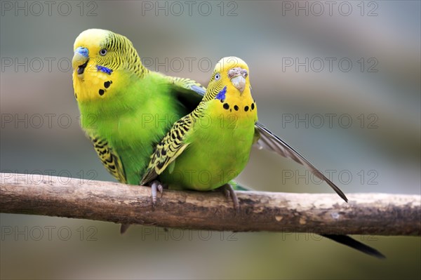 Budgerigars (Melopsittacus undulatus)