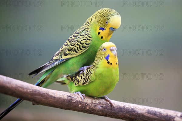 Budgerigars (Melopsittacus undulatus)
