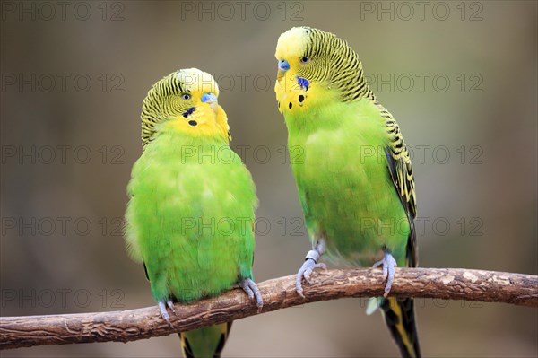Budgerigars (Melopsittacus undulatus) sitting on branch