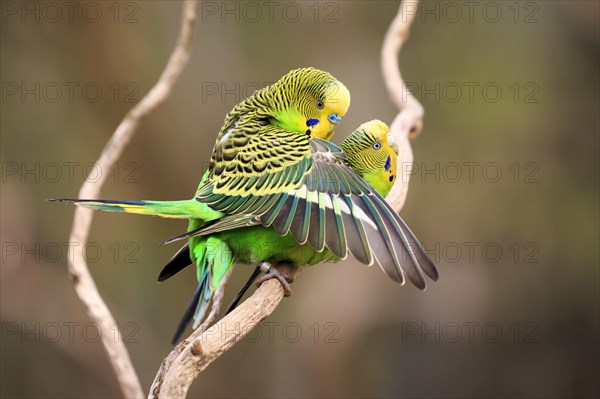 Budgerigars (Melopsittacus undulatus)