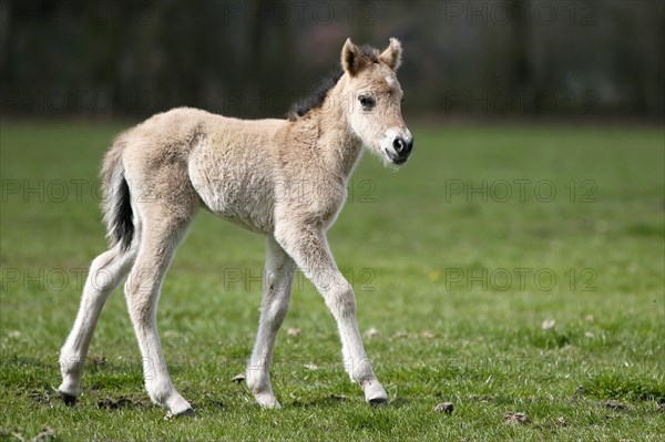 Dulmen pony