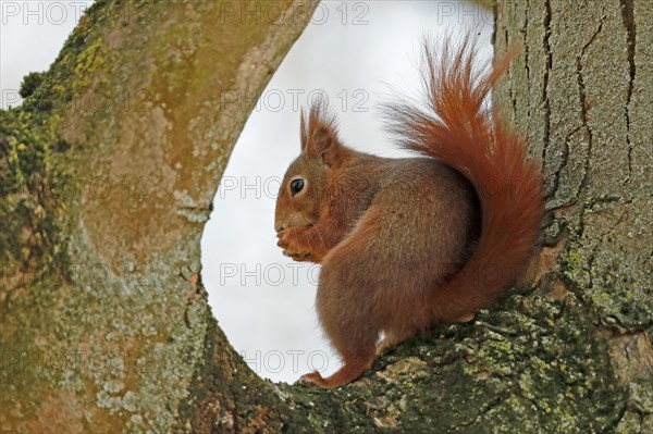 Eurasian red squirrel (Sciurus vulgaris) sits in branch fork and eats