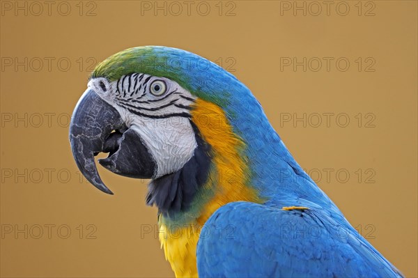 Blue and yellow macaw (Ara ararauna)