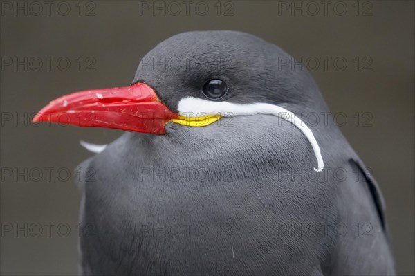 Inca tern (Larosterna Inca)