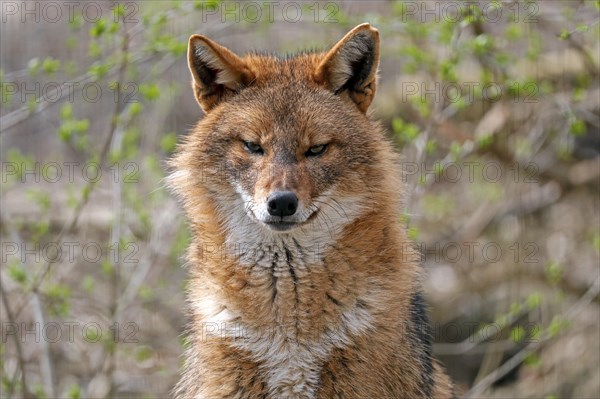 Golden jackal (Canis aureus)