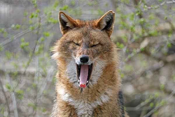 Golden jackal (Canis aureus) yawns