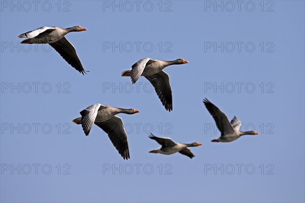 Greylag geese (Anser anser) flying