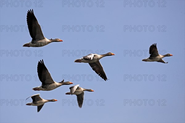 Greylag geese (Anser anser) flying