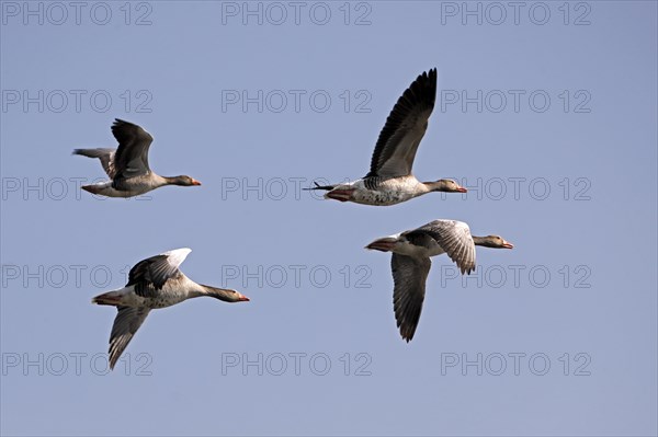 Greylag geese (Anser anser) flying