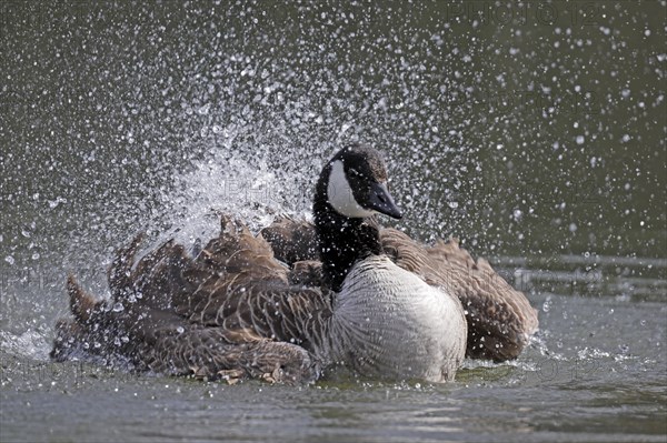 Canada goose (Ardea cinerea) bathing