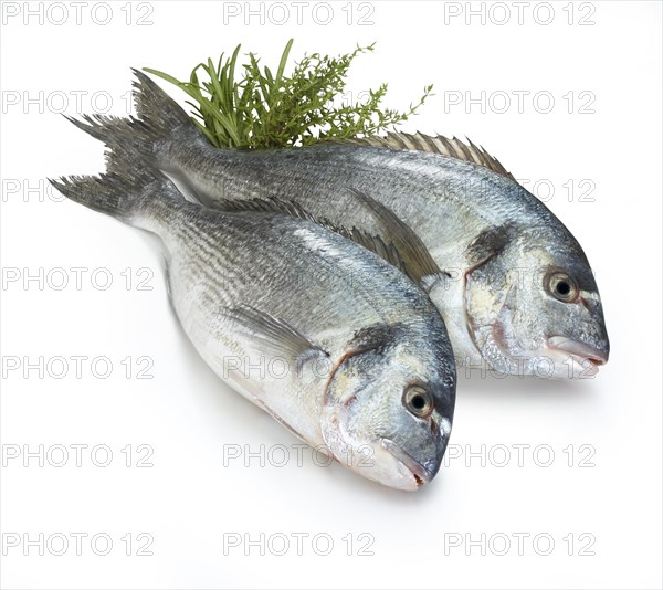 Two Gilt-head bream (Sparus aurata)