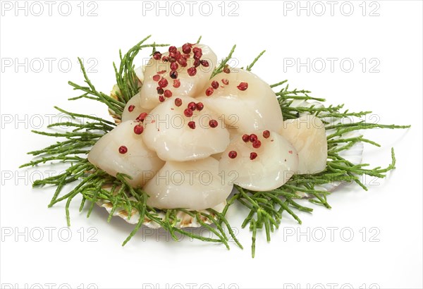 Pilgrim's scallop (Pecten jacobaeus) or king scallops (Pecten maximus) on algae