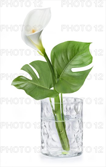 White Calla (Calla) and Monstera (Monstera)