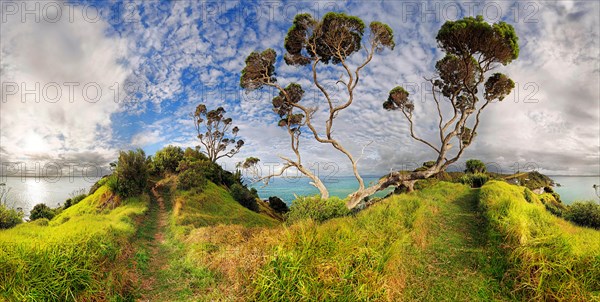 New Zealand Christmas tree (Metrosideros excelsa) near Russell