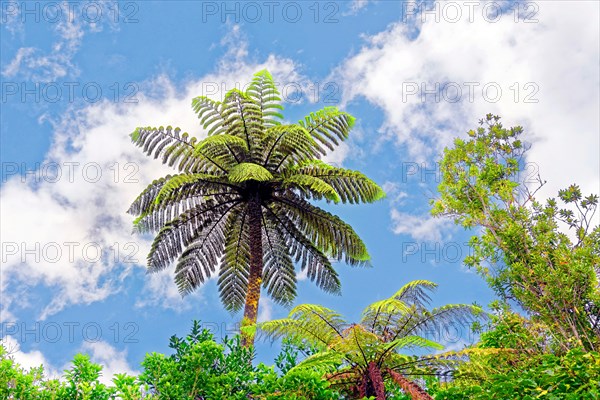 Silver tree-fern