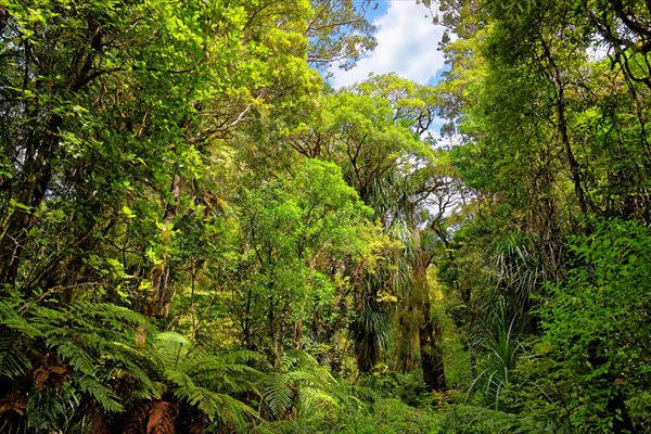 Subtropical rainforest