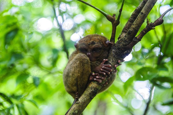 Tarsier (Tarsiidae)