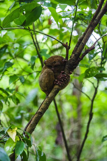 Tarsier (Tarsiidae)