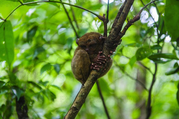 Tarsier (Tarsiidae)