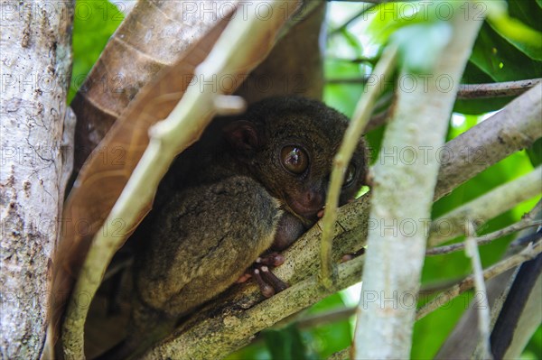 Tarsier (Tarsiidae)