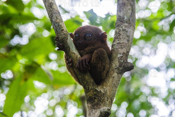 Tarsier (Tarsiidae)