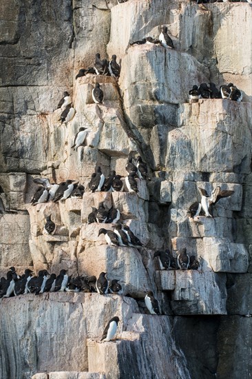 Thick-billed Murres (Uria lomvia)