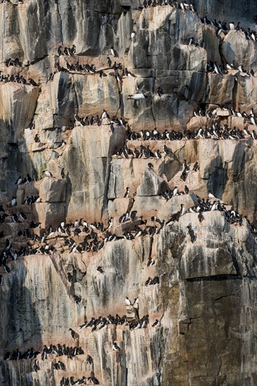 Thick-billed Murres (Uria lomvia)