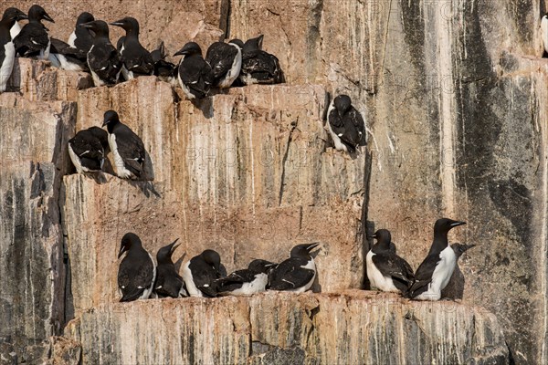 Thick-billed Murres (Uria lomvia)