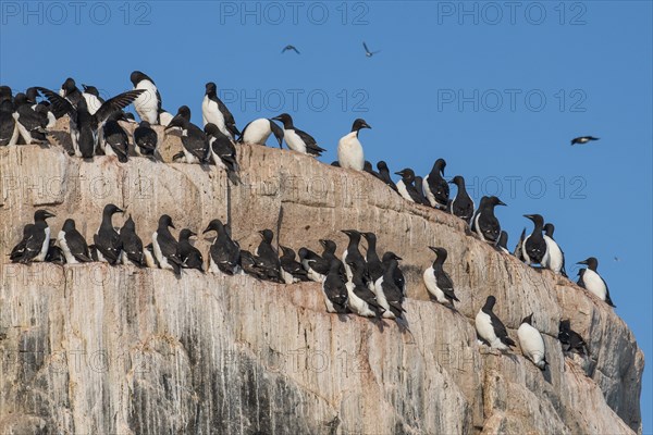 Thick-billed Murres (Uria lomvia)