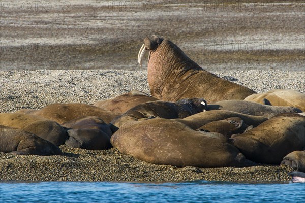 Walruses (Odobenus rosmarus)