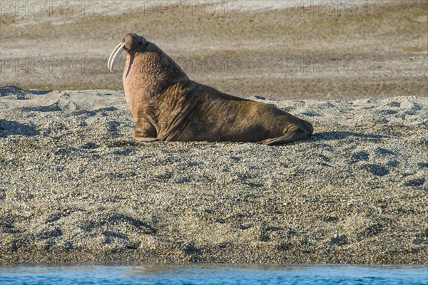 Walrus (Odobenus rosmarus)