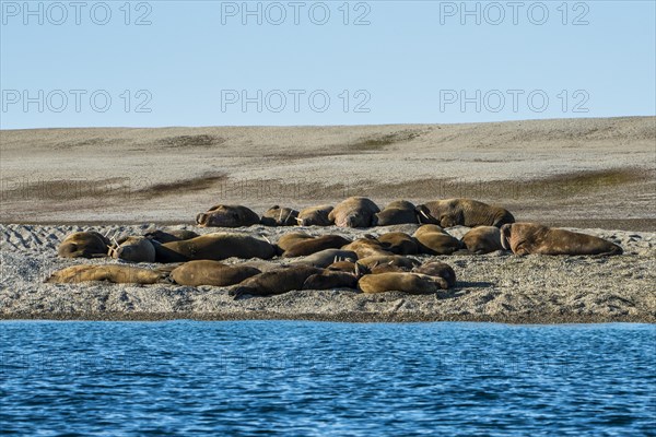 Walruses (Odobenus rosmarus)