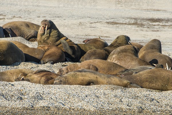 Walruses (Odobenus rosmarus)