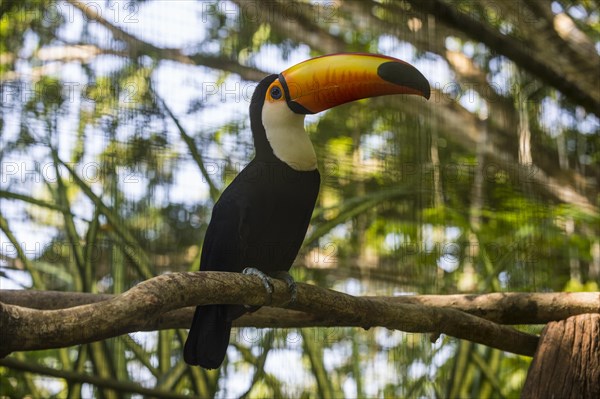 Toco toucan (Ramphastos toco)