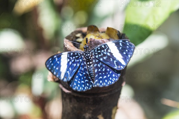 Blue butterfly on a exposition in Roura