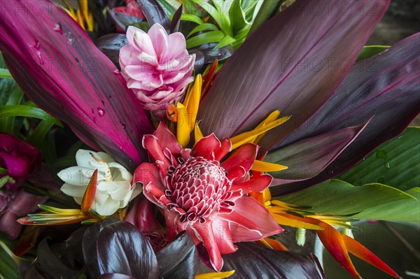 Colourful exotic flowers for sale