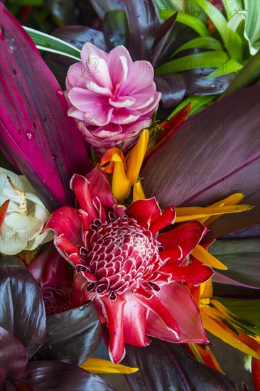 Colourful flowers for sale