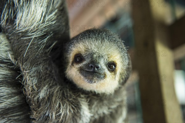 Pale-throated sloth (Bradypus tridactylus)